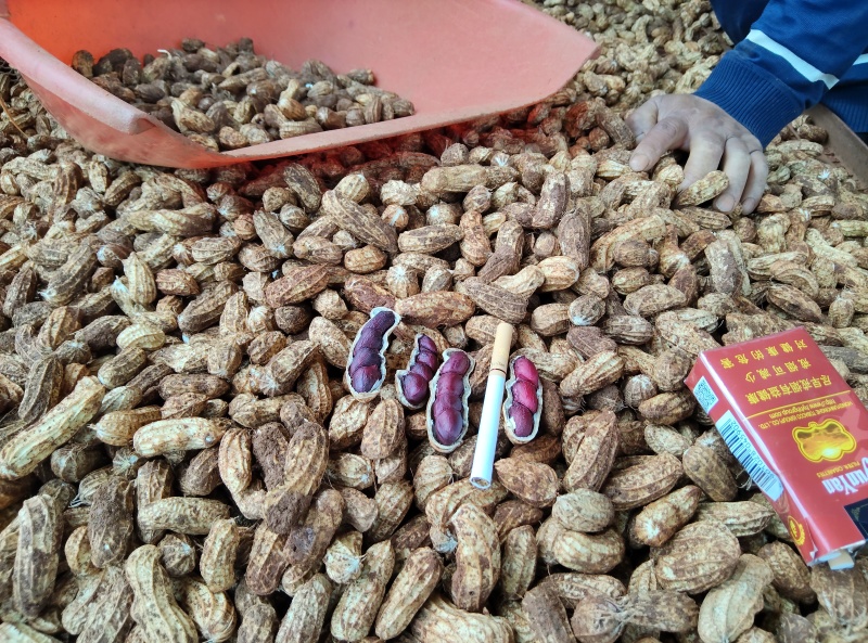 云南红土黑皮花生，富硒花生；可视频看货；带壳鲜花生，过筛