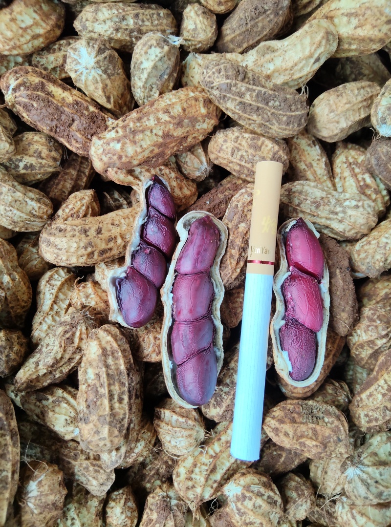 云南红土黑皮花生，富硒花生；可视频看货；带壳鲜花生，过筛