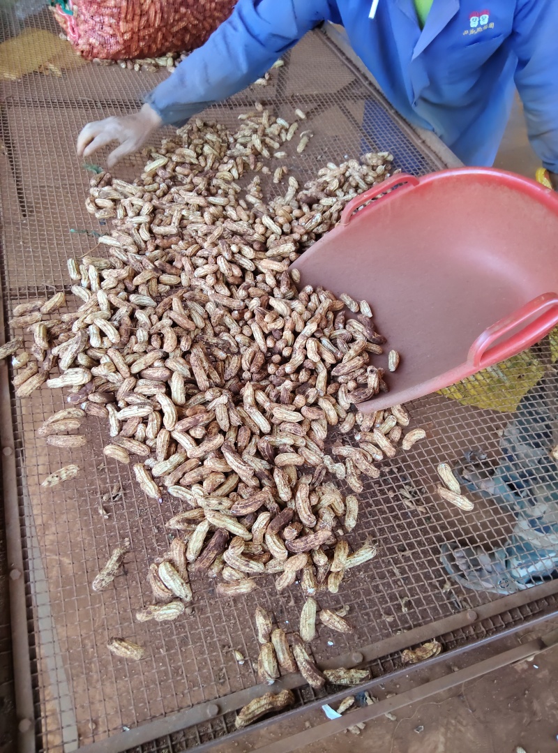 云南红土黑皮花生，富硒花生；可视频看货；带壳鲜花生，过筛