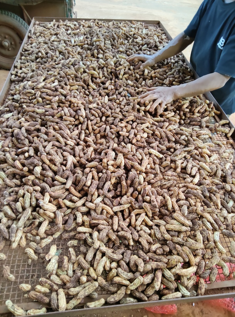 云南红土黑皮花生，富硒花生；可视频看货；带壳鲜花生，过筛