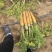 陕北黄萝卜