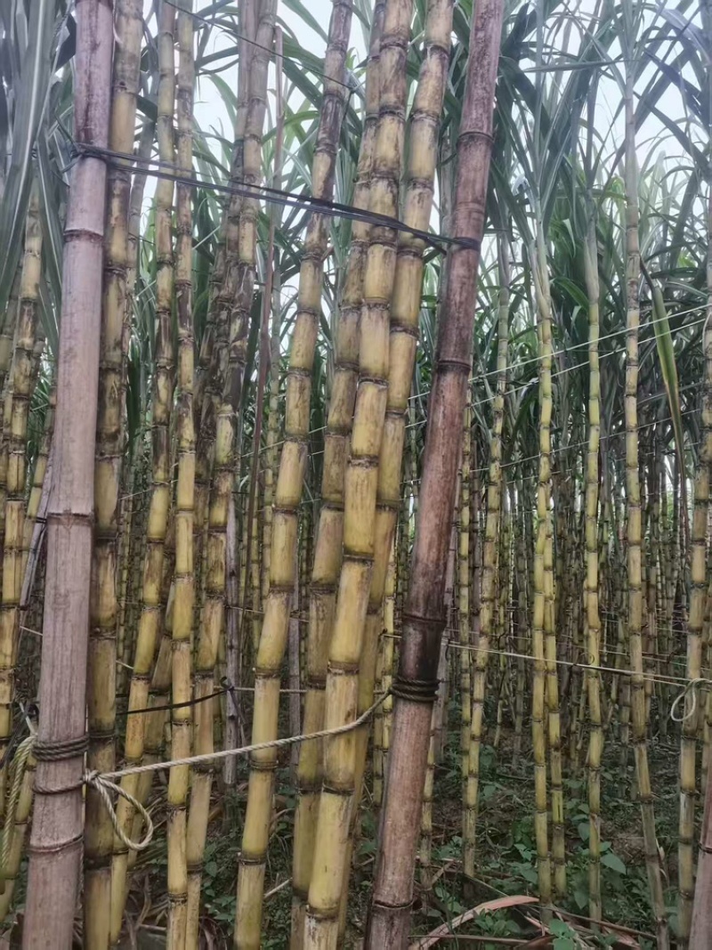 广西玉林黄皮甘蔗大量上市中，一手货源视频看货欢迎致电
