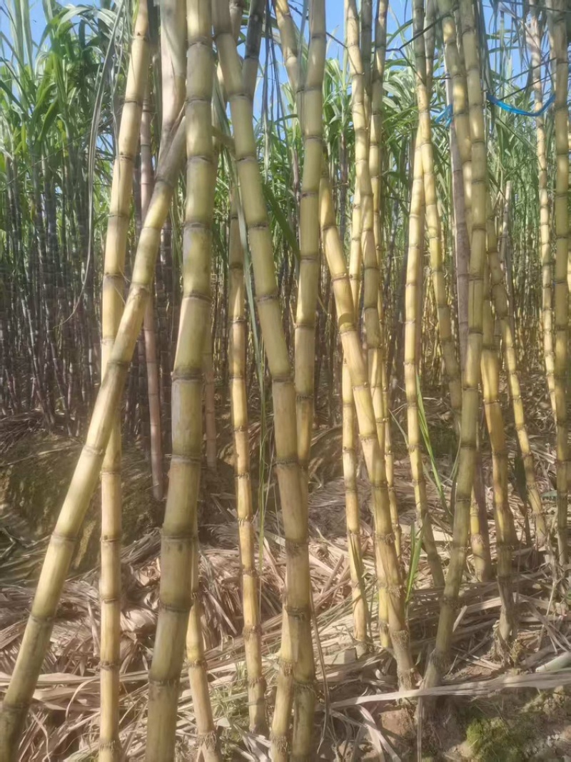 广西玉林黄皮甘蔗大量上市中，一手货源视频看货欢迎致电