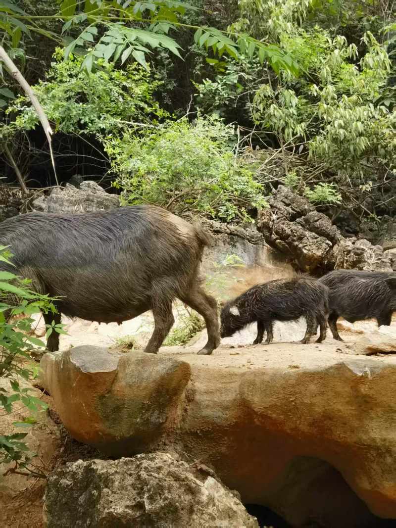 广西藏香猪基地直发货源充足价格优惠可视频看货