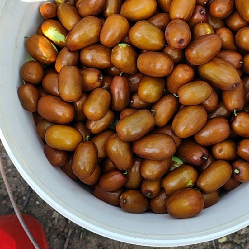 大枣