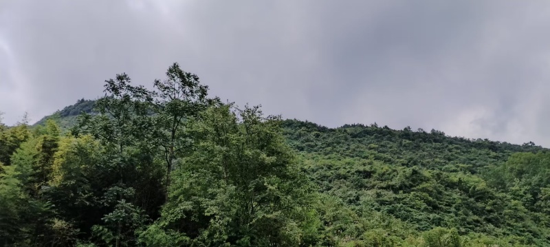 《土蜂蜜》一年一季/质量保证/贵州野生/欢迎来电咨询