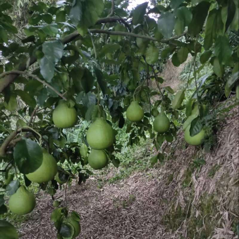 自己种植几十年的老树沙田柚，昨天才摘了几个下来试吃