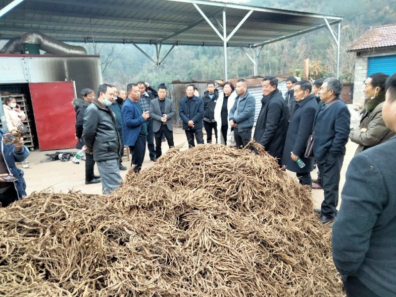 百部种子（湖北对叶大百部200亩基地4年）