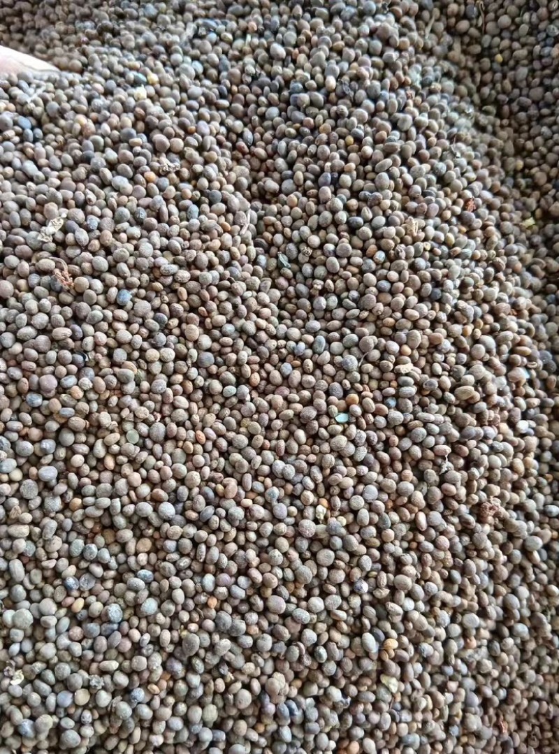 急性子产新凤仙花籽中药材批发零售量大从优