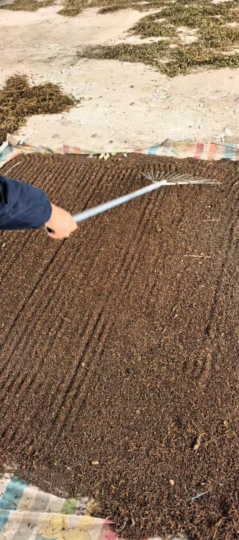 急性子产新凤仙花籽中药材批发零售量大从优