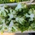 儿菜.大芯.小芯四川原产地儿菜货量大规格齐全
