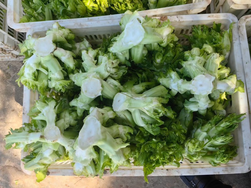 儿菜.大芯.小芯四川原产地儿菜货量大规格齐全