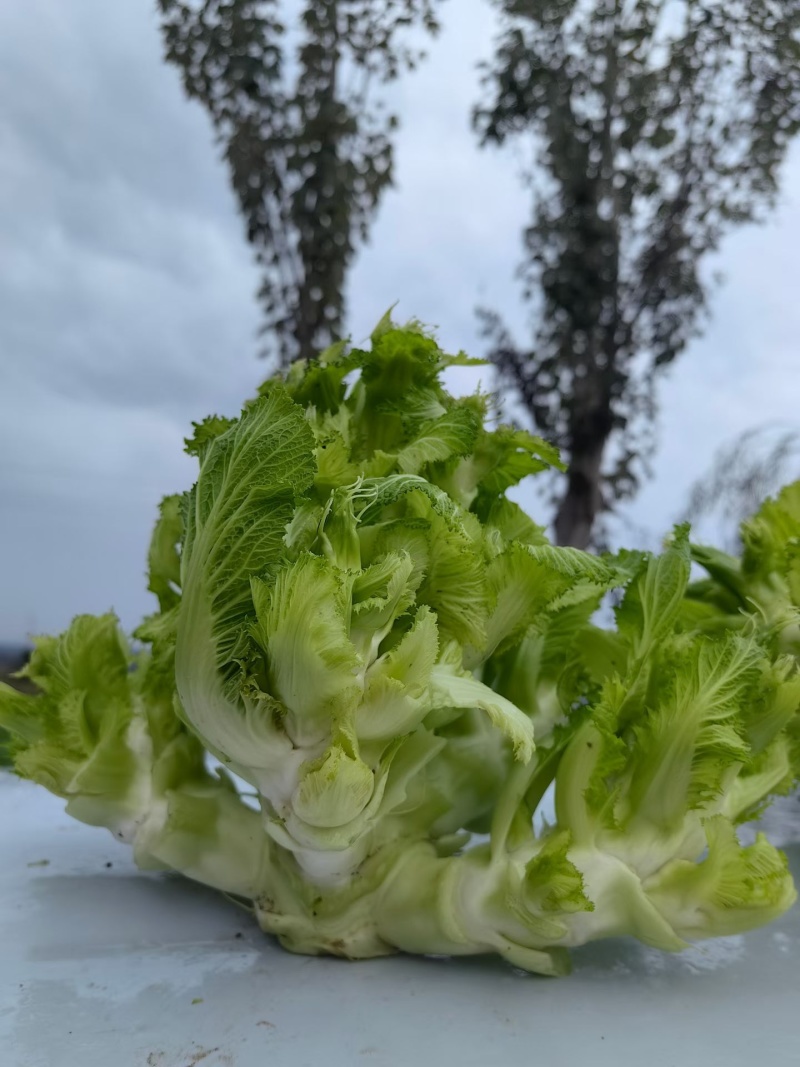 儿菜.大芯.小芯四川原产地儿菜货量大规格齐全