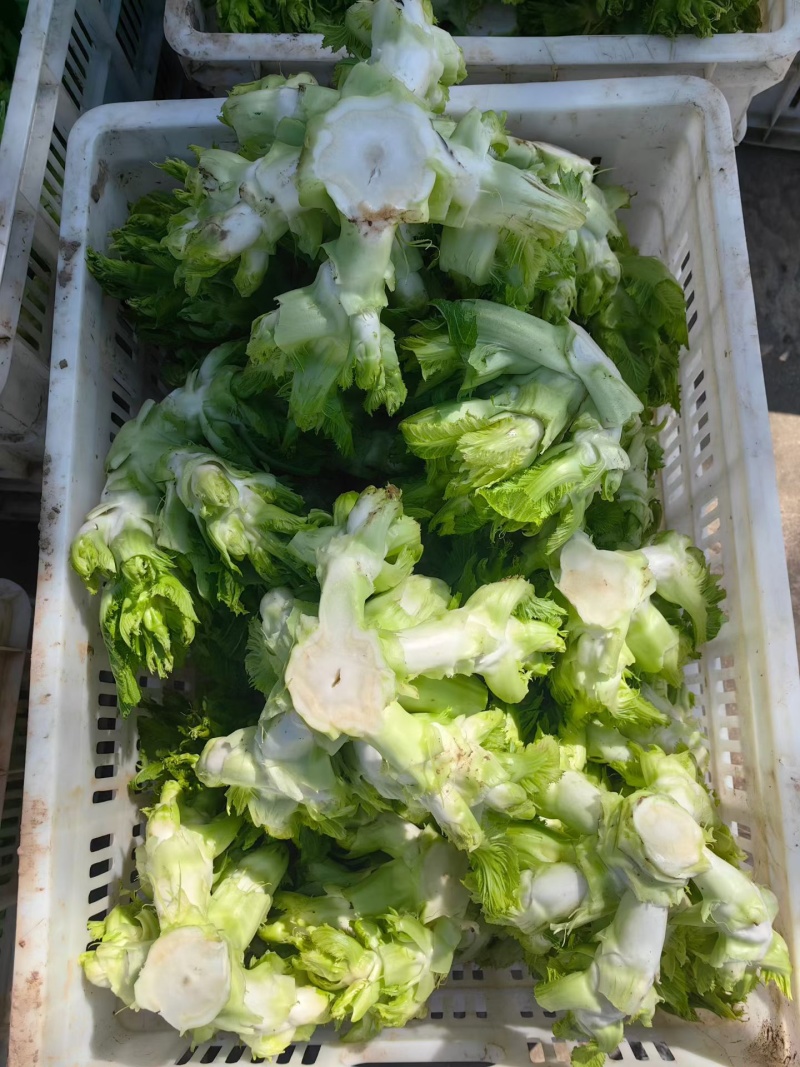 儿菜.大芯.小芯四川原产地儿菜货量大规格齐全