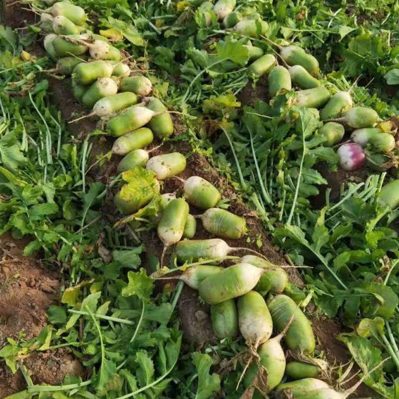 萝卜、青萝卜大量有货，量大价格从优，欢迎各位老板前来咨询