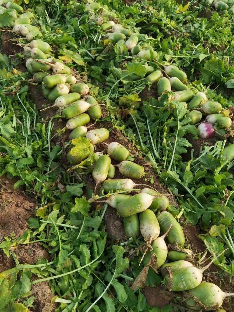 萝卜、青萝卜大量有货，量大价格从优，欢迎各位老板前来咨询