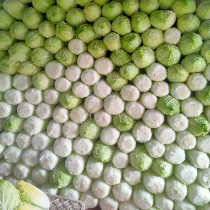 【推荐】黄心白菜大量接单产地直发量大从优欢迎来电
