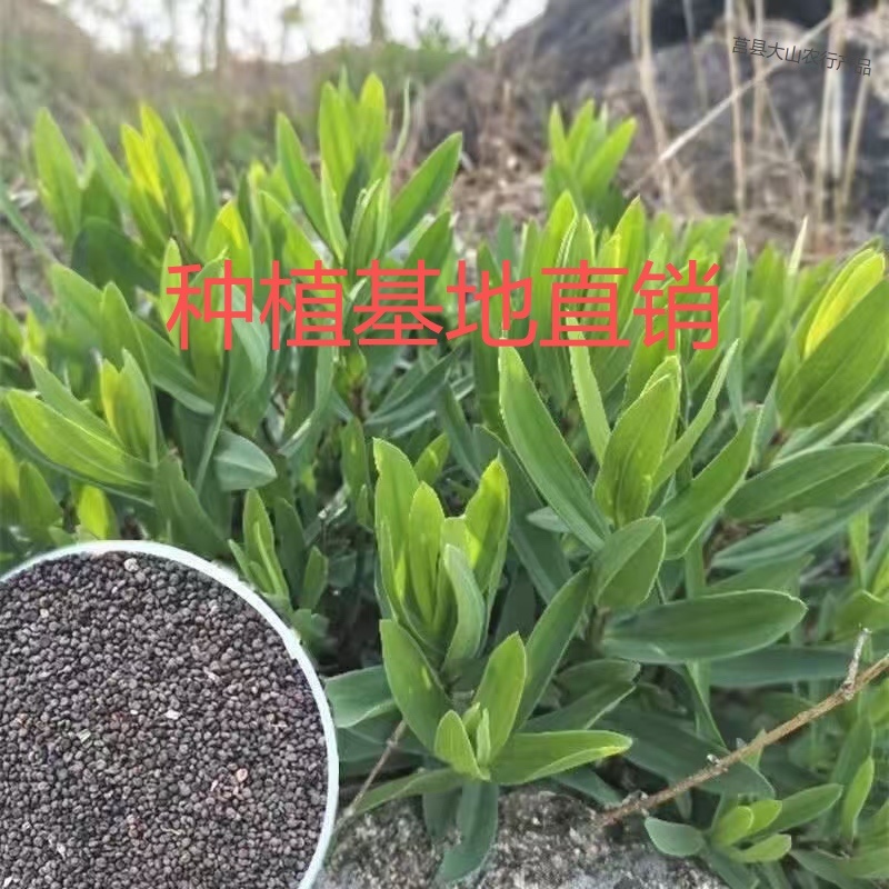 山东莒县山苜楂种子货源充足保质保量欢迎随时电话联系