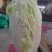 【推荐】黄心白菜大量接单产地直发量大从优欢迎来电