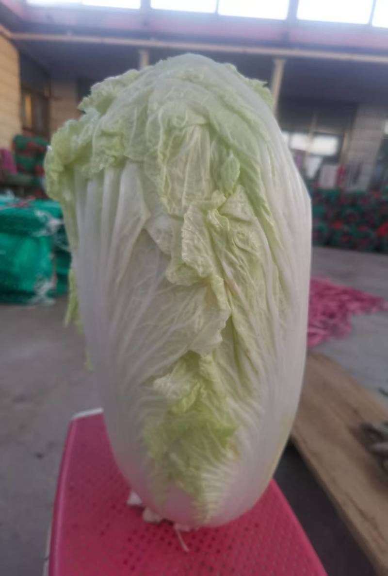 【推荐】黄心白菜大量接单产地直发量大从优欢迎来电