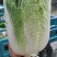 【推荐】黄心白菜大量接单产地直发量大从优欢迎来电
