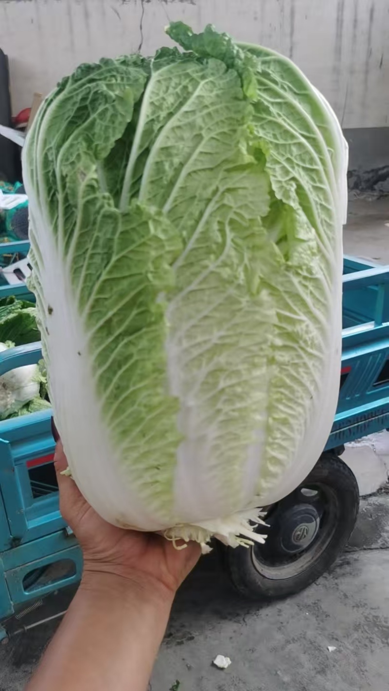 【推荐】黄心白菜大量接单产地直发量大从优欢迎来电