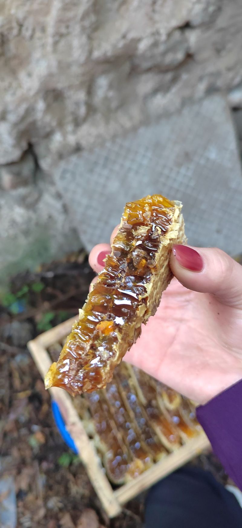 野生百花蜜（中蜂土蜂蜜）