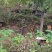 野生百花蜜（中蜂土蜂蜜）