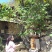 野生百花蜜（中蜂土蜂蜜）