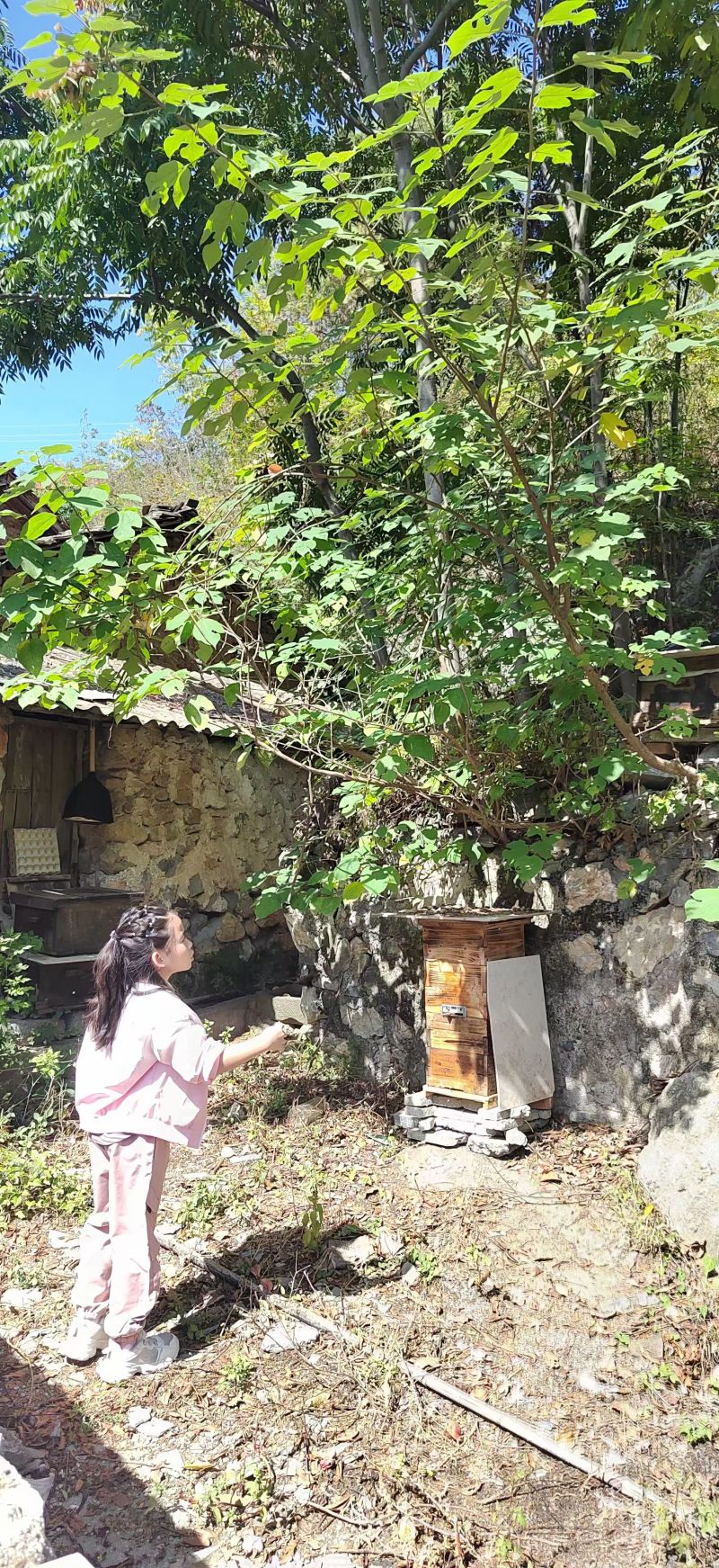 野生百花蜜（中蜂土蜂蜜）