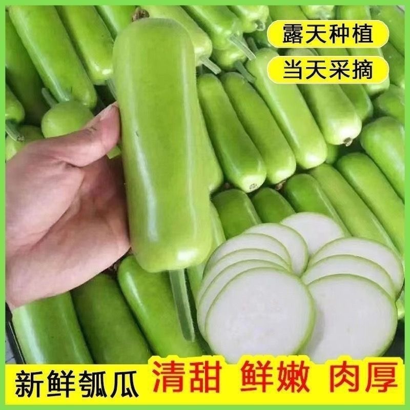 瓠子瓜新鲜蔬菜瓠子江苏南通海门直发批发