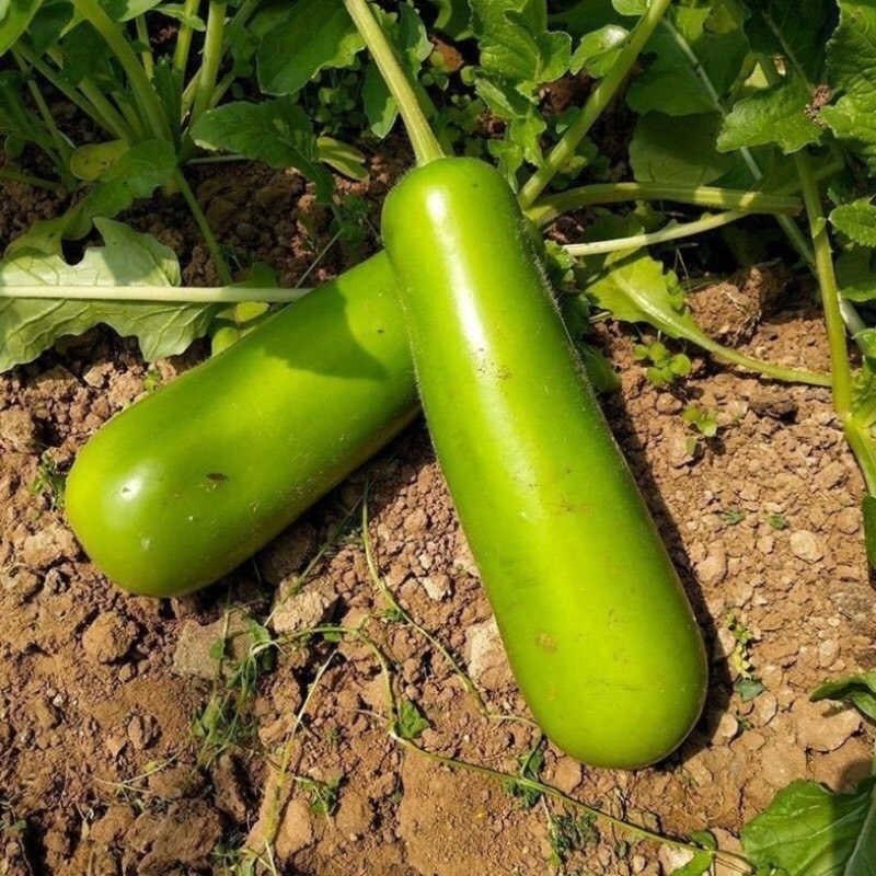 瓠子瓜新鲜蔬菜瓠子江苏南通海门直发批发