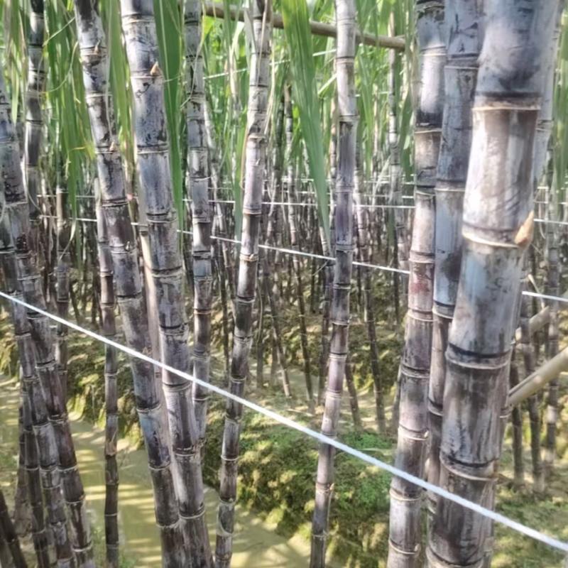 广西博白精品黑皮甘蔗/甜度可口/量大价优/欢迎咨询