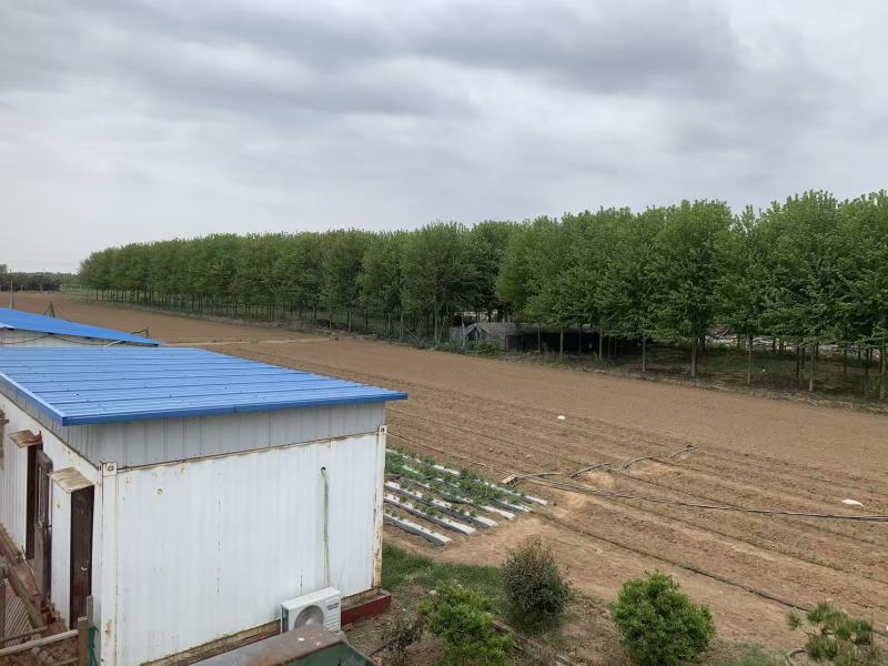 山东青岛平度云山镇土地70亩