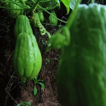 佛手瓜种植基地