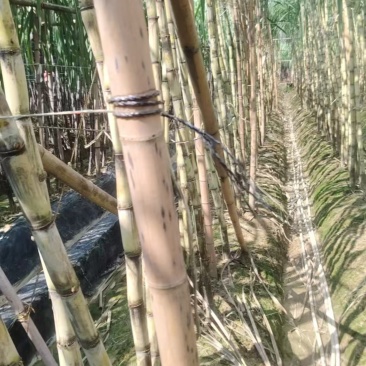 广西博白精品黄金甘蔗/甜度可口/量大价优/欢迎咨询