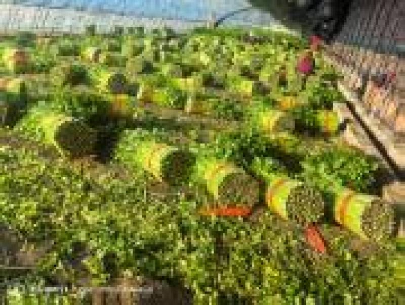 芹菜基地，现货直发，对接市场商超电商全国代收代发