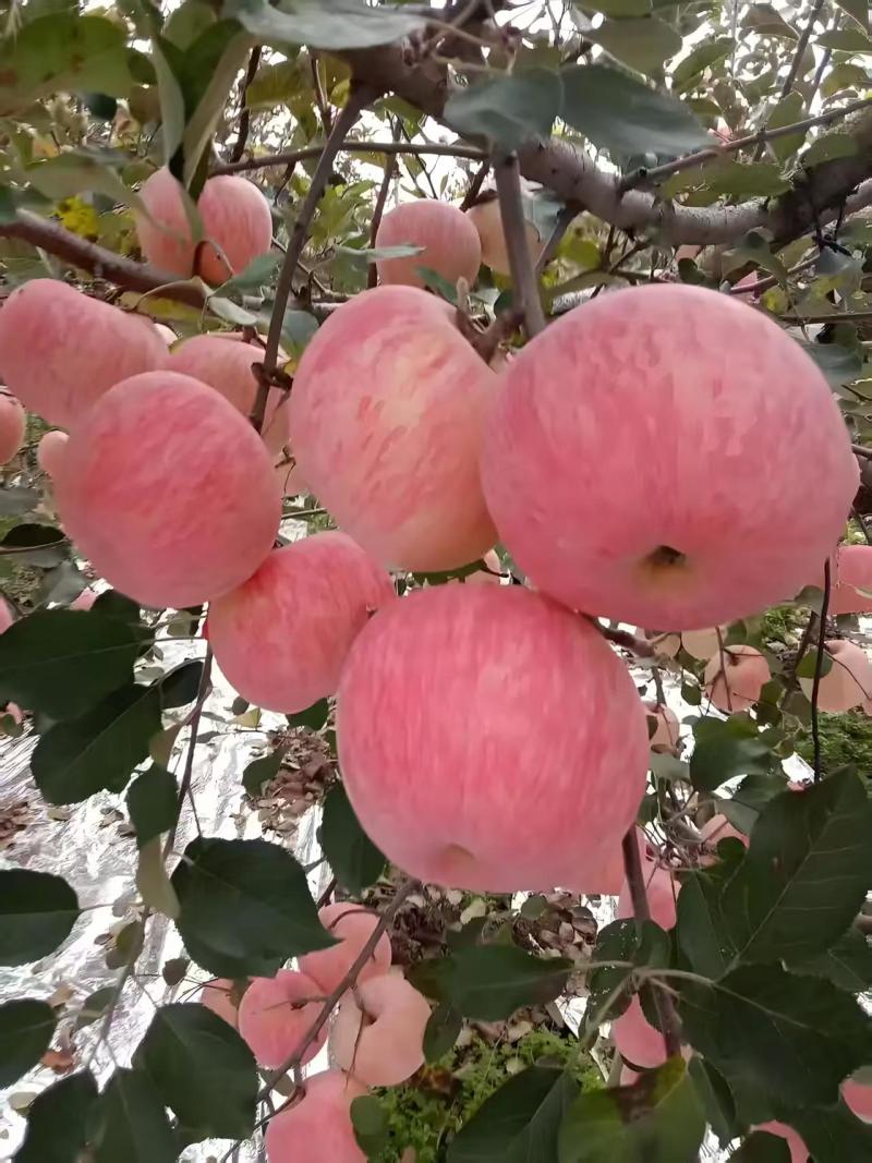 红富士苹果大量上市货源充足，量大从优，欢迎咨询