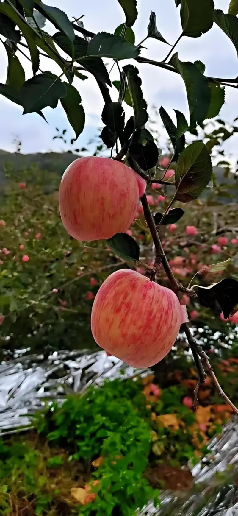 红富士苹果大量上市货源充足，量大从优，欢迎咨询