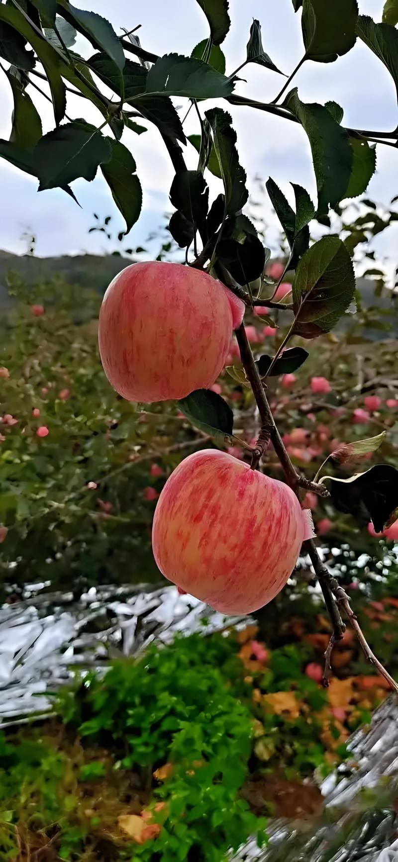 红富士苹果大量上市货源充足，量大从优，欢迎咨询