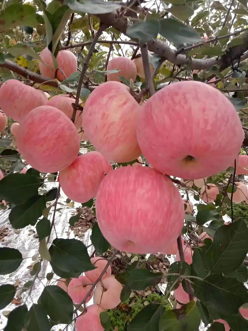 红富士苹果大量上市货源充足，量大从优，欢迎咨询