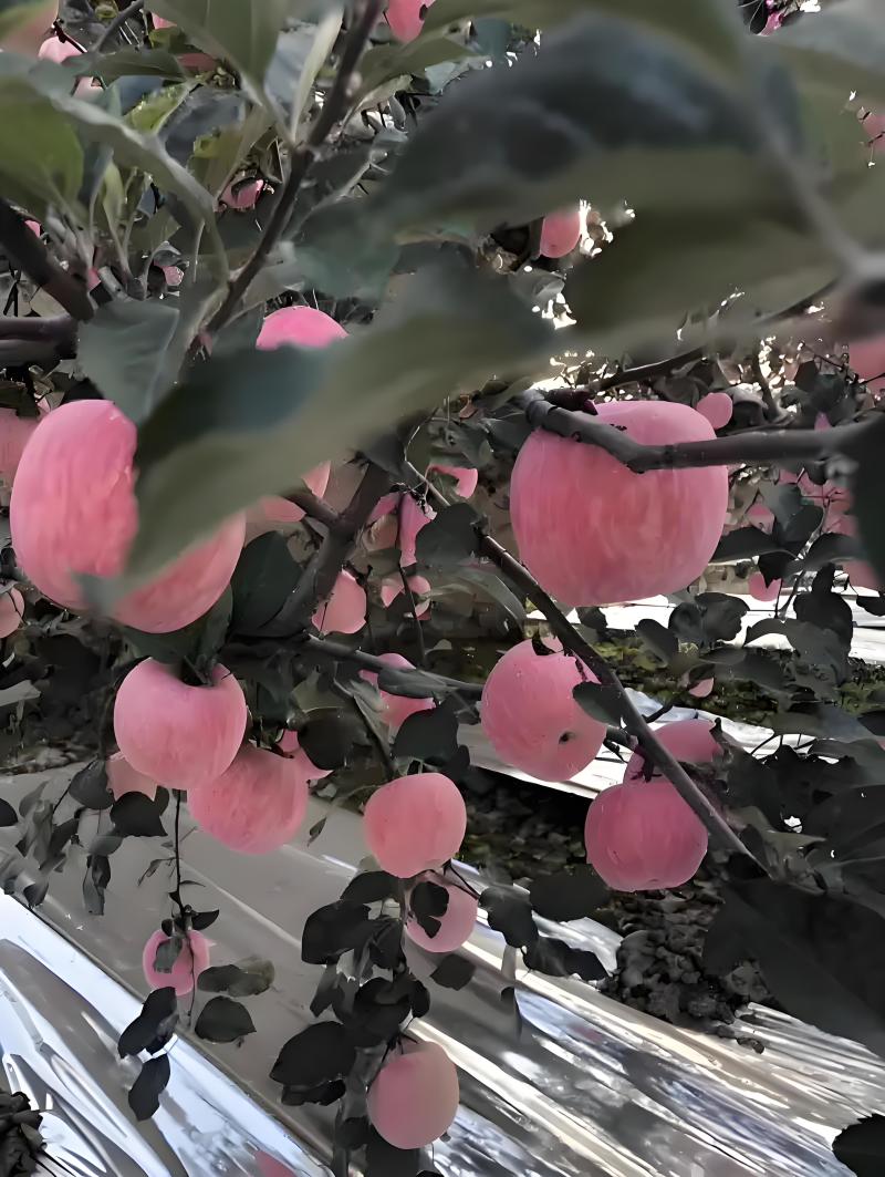 红富士苹果大量上市货源充足，量大从优，欢迎咨询