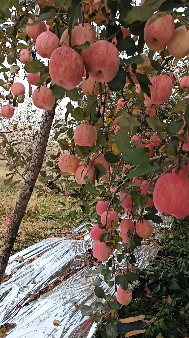 红富士苹果大量上市货源充足，量大从优，欢迎咨询