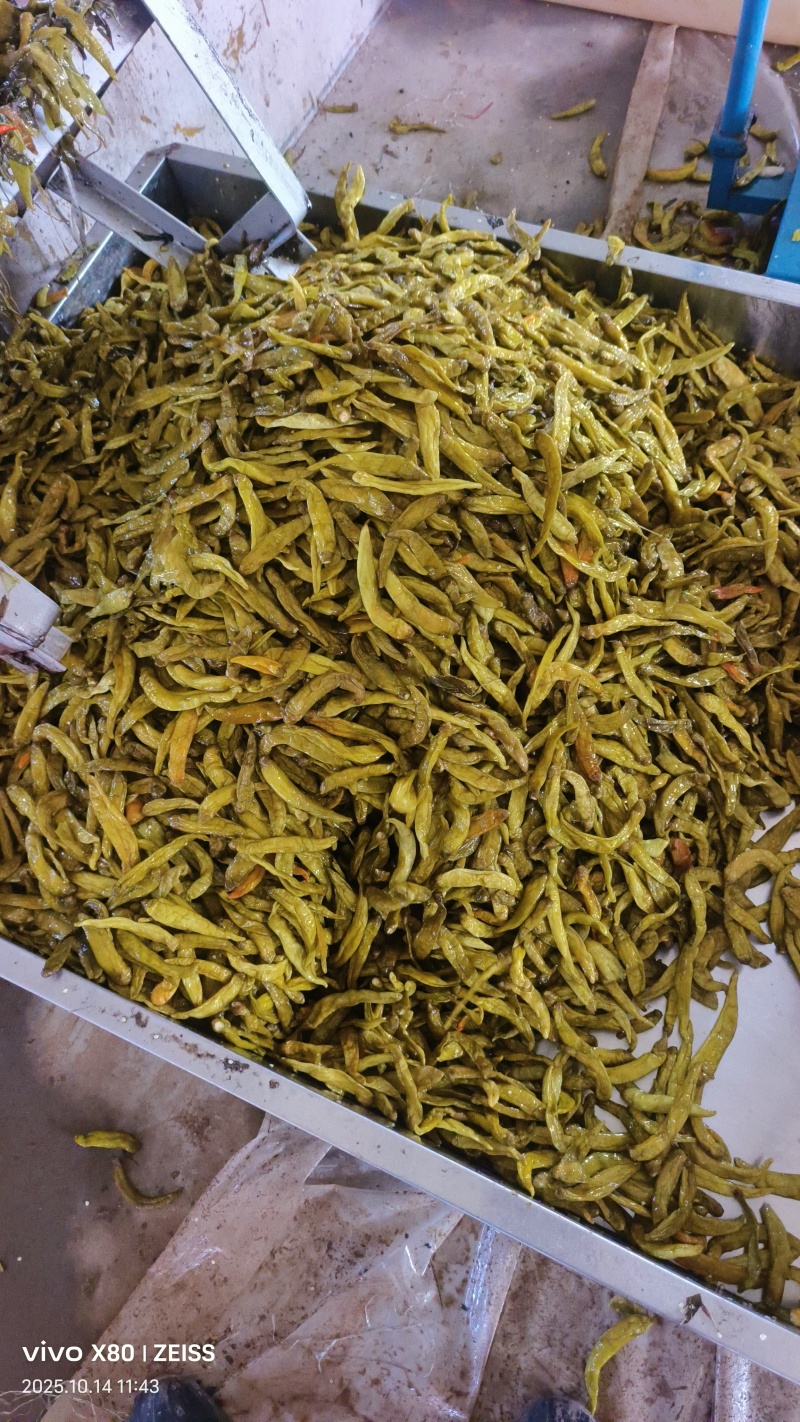 青泡椒