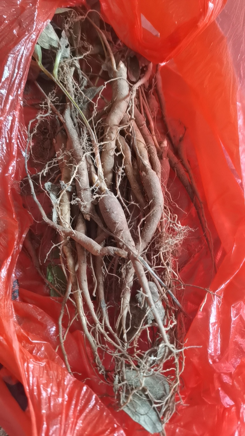 白术伢子，一年赤芍苗