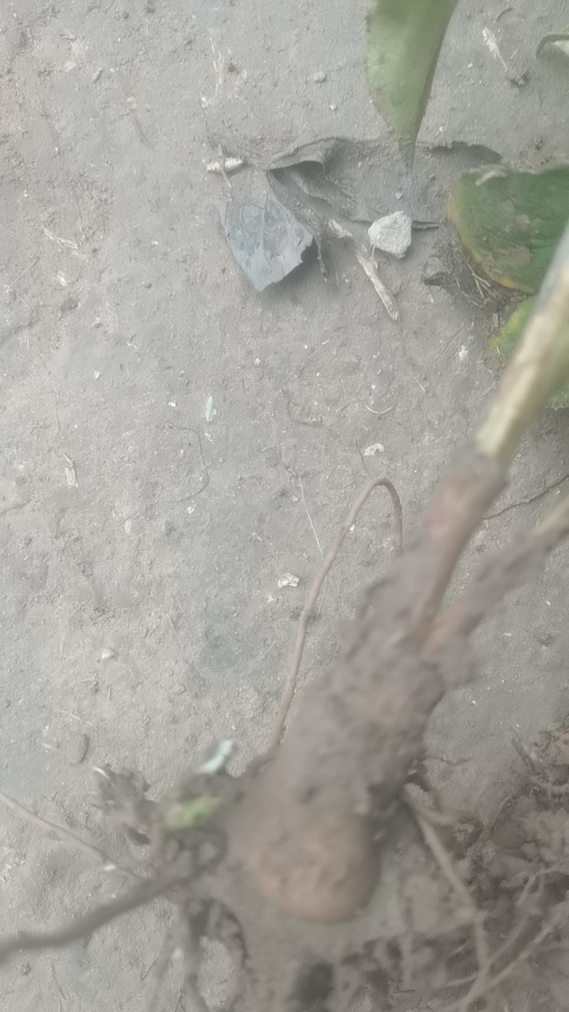 白术伢子，一年赤芍苗