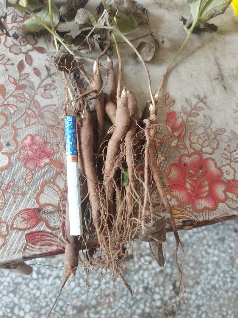 白术伢子，一年赤芍苗