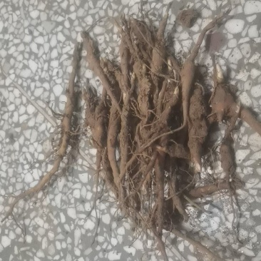 白术伢子，一年赤芍苗
