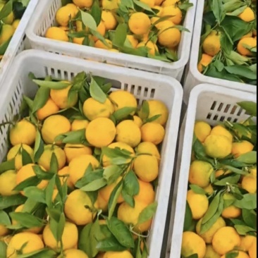 【推荐】湖北蜜橘大量接单产地直发量大从优欢迎来电