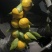 【推荐】湖北蜜橘大量接单产地直发量大从优欢迎来电
